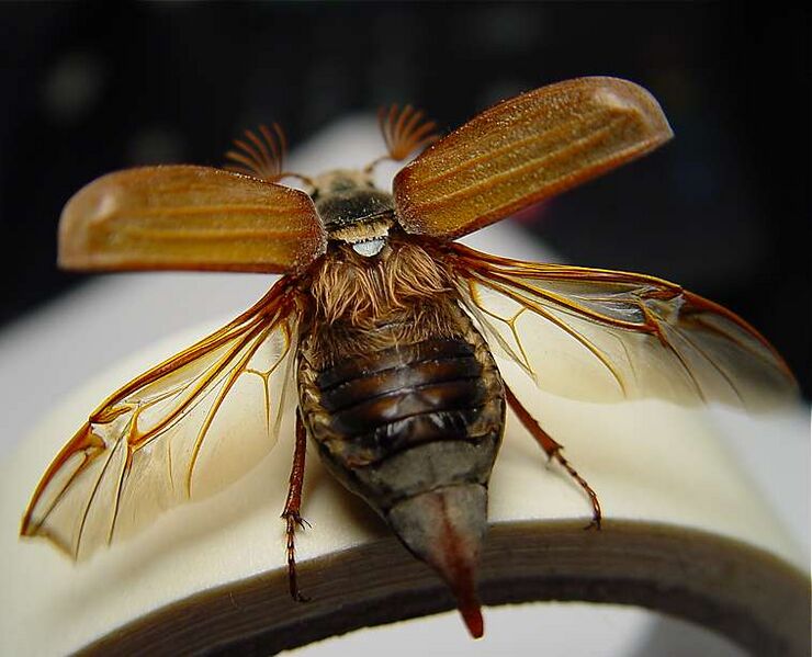 Файл:Maybug.jpg
