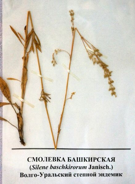 Файл:Silene baschkirorum.JPG