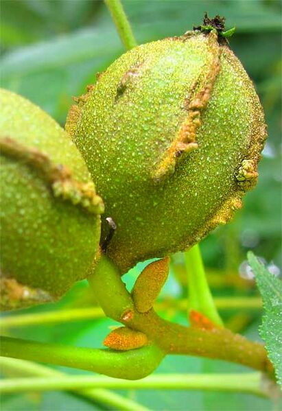 Файл:Bitternut-fruit.jpg