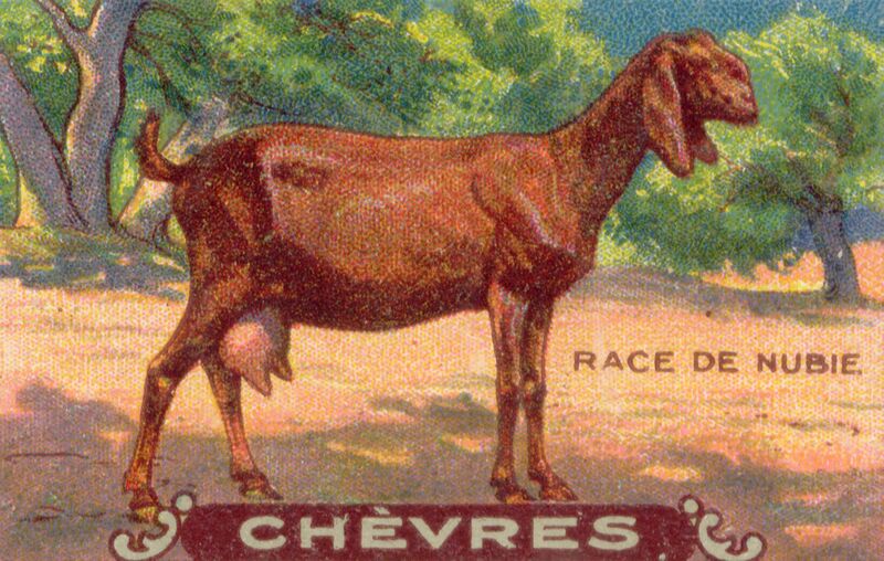 Файл:Chevres 12.jpg