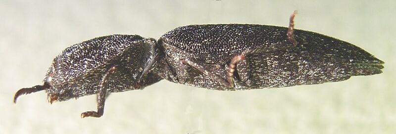 Файл:Lacon punctatus side.JPG