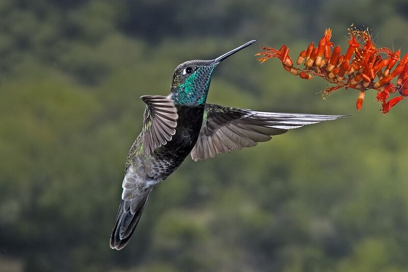 Файл:MagnificentHummingbird.jpg