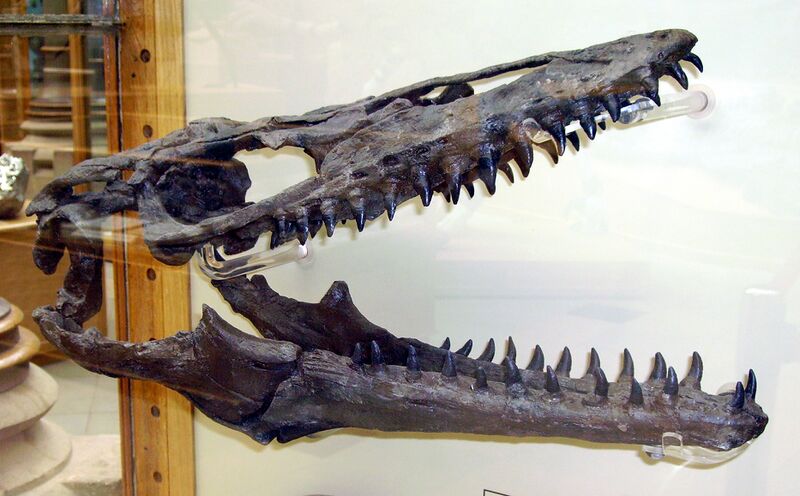 Файл:Mosasaur skull.JPG