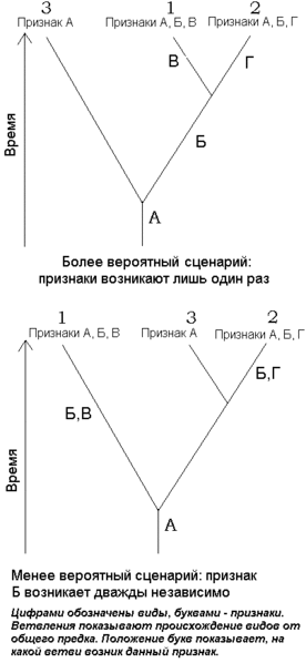 Файл:Simple cladistics-rus.gif