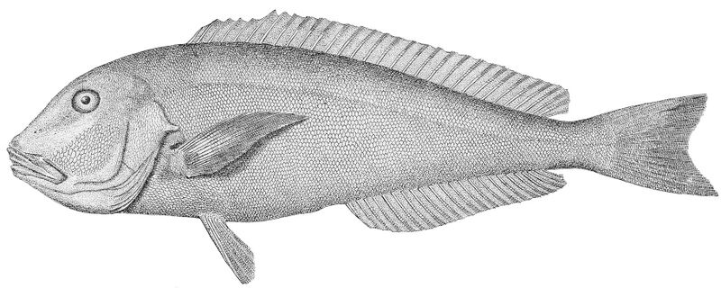 Файл:Caulolatilus microps 2.jpeg