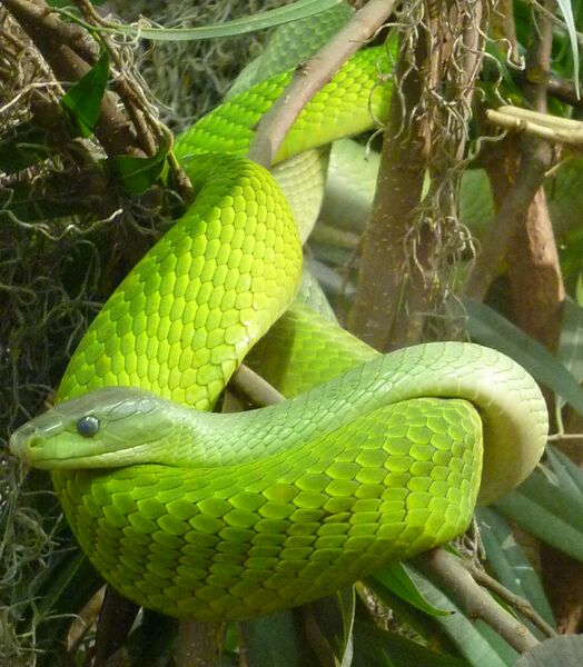 Файл:Green Mamba cropped.JPG