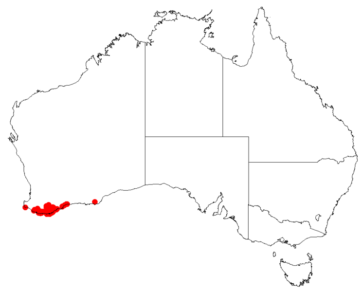 Файл:Hakea floridaDistMap52.png