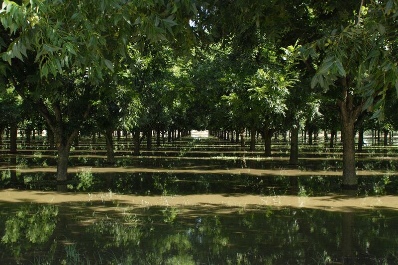 Файл:Irrigating Pecans.jpg