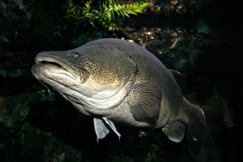 Файл:Murray cod02 melb aquarium.jpg