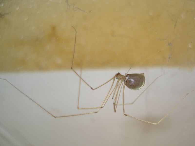 Файл:Pholcus phalangioides-01.JPG