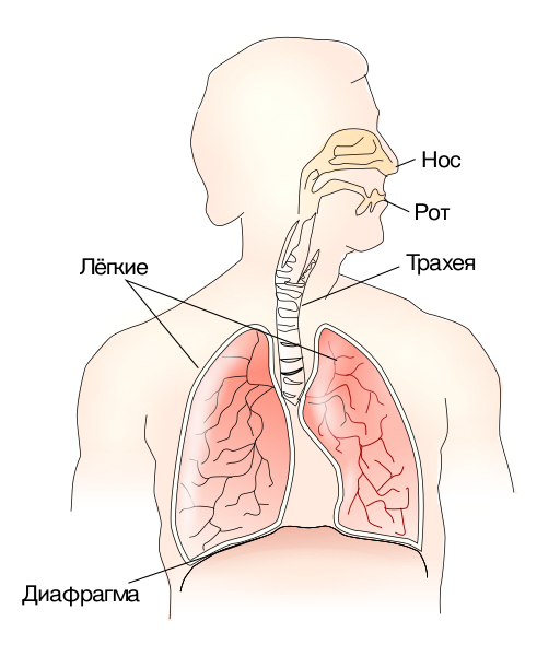 Файл:Respiratory system ru.svg