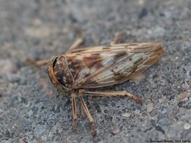 Rhytidodus decimusquartus