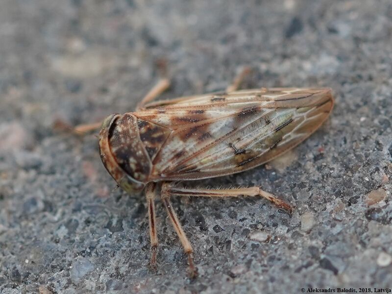 Файл:Rhytidodus decimusquartus 01.JPG