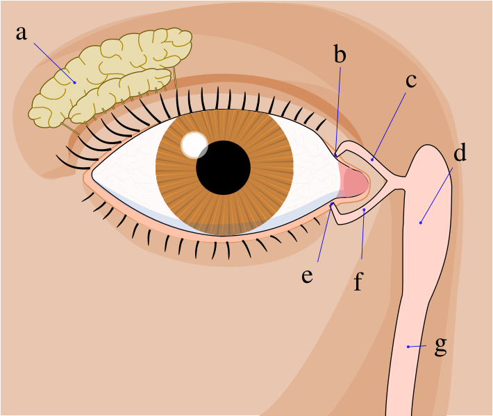 Файл:Tear system.svg