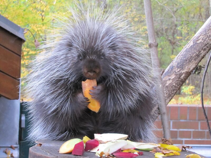 Файл:Tierpark Cottbus Urson.JPG