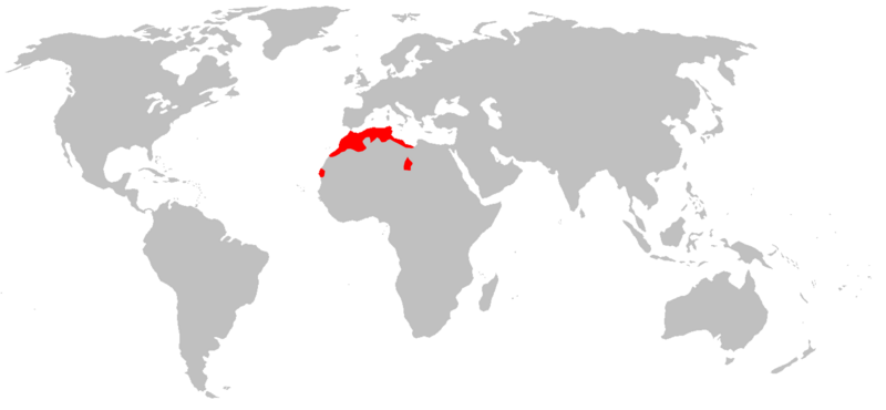 Файл:Eliomys munbyanus range map.png