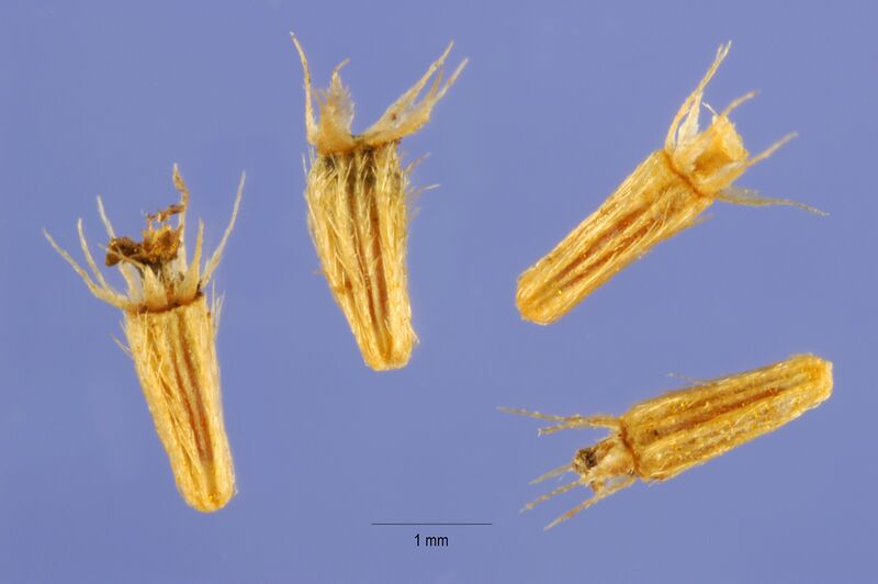 Файл:Helenium autumnale seed.jpg