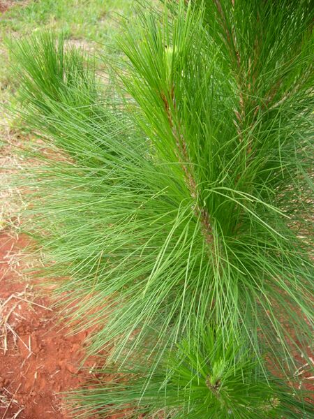 Файл:Pinus oocarpa.JPG