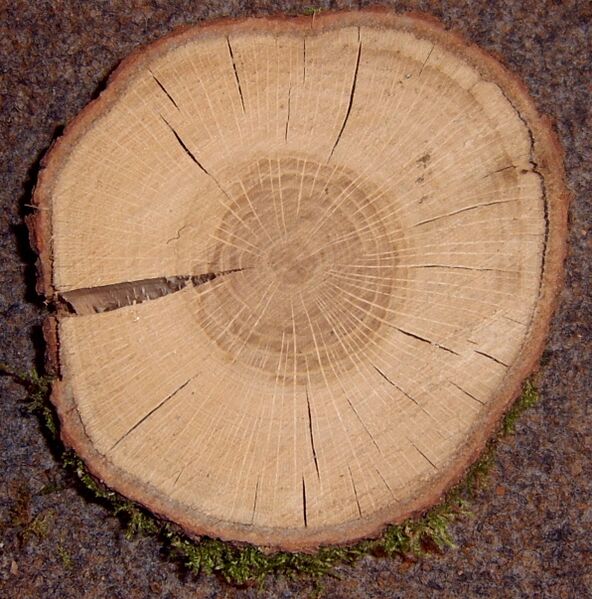 Файл:Quercus robur crosssection.jpg