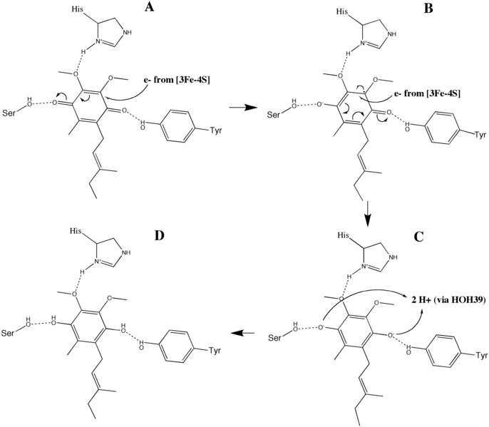 Файл:QuinoneMechanism.gif