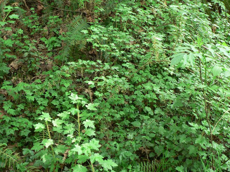 Файл:Ribes lacustre 10499.JPG