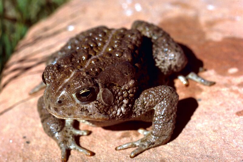 Файл:Rocky Mtn Toad.jpg