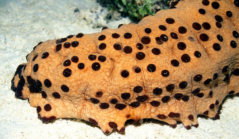 Файл:Three-Rowed Sea Cucumber.jpg