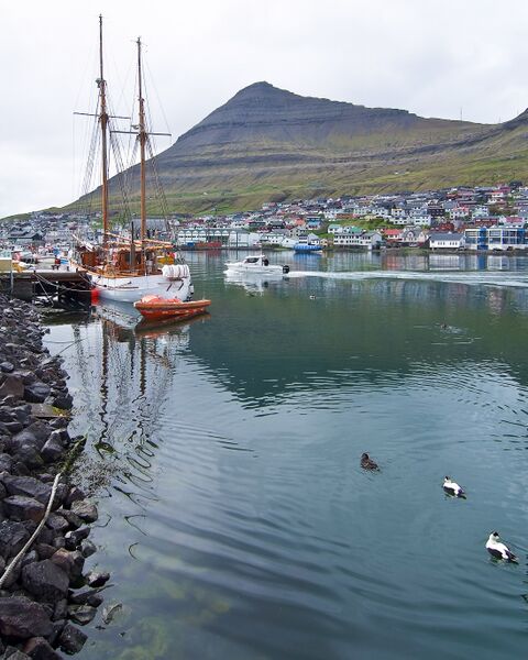 Файл:Common eider Klaksvik.jpg