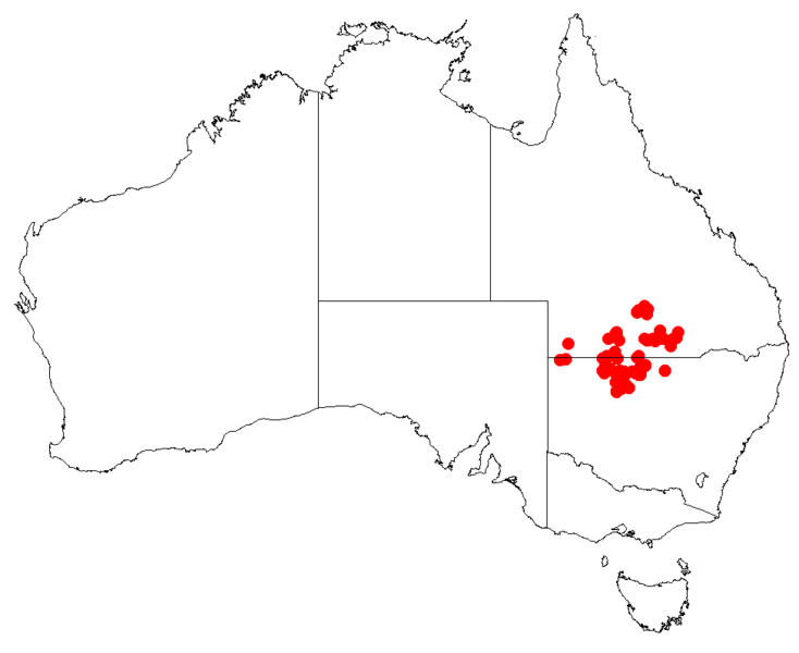 Файл:Hakea ivoryiDistMap64.png