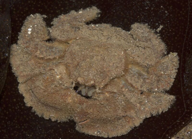 Файл:Hapalogaster cavicauda.jpg