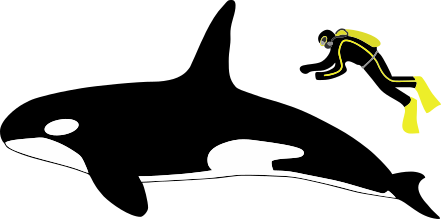 Файл:Orca size-2.svg