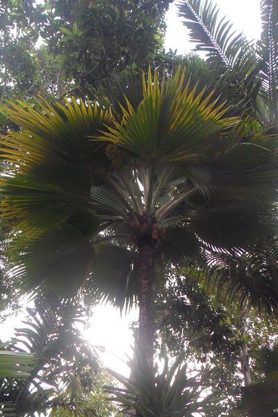 Файл:Pritchardia thurstonii.JPG