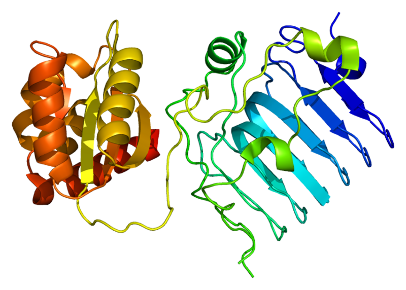 Файл:Protein RP2 PDB 2bx6.png