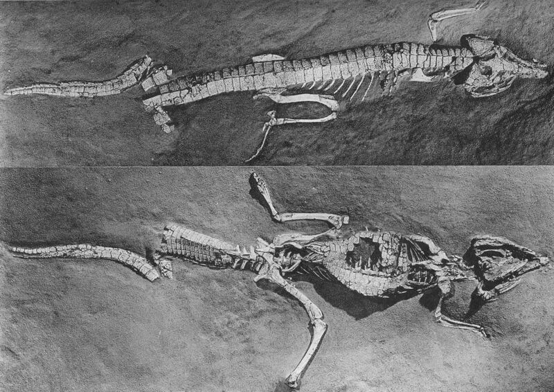 Файл:Protosuchus.jpg