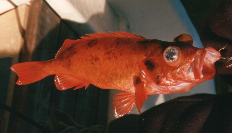 Файл:Rotbarsch Ocean Perch.jpg