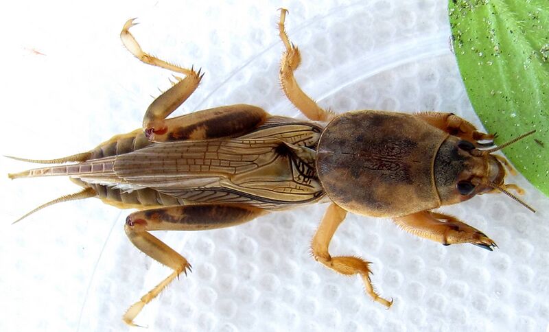 Файл:Scapteriscus vicinus.JPG