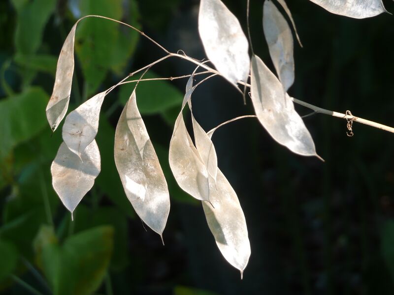 Файл:Silberblatt, Mondviole. Lunaria rediviva L..JPG