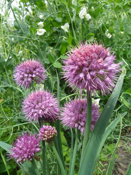 Файл:Allium carolinianum.JPG