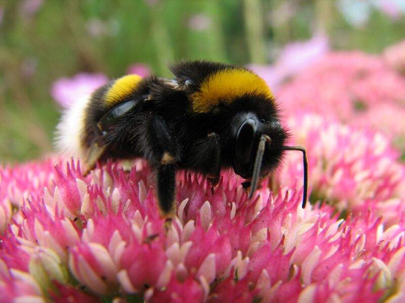 Файл:Bumblebee-IMG 0330.JPG