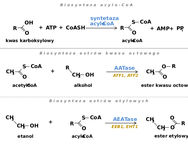 Файл:Ester biosynthesis PL.svg