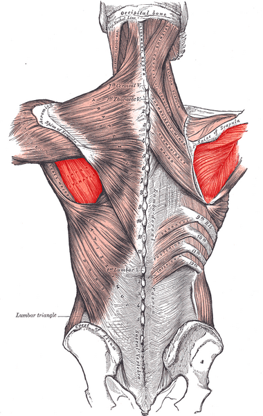 Файл:Infraspinatus.PNG