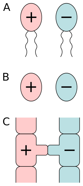 Файл:Isogamy.svg