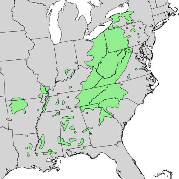 Файл:Magnolia acuminata range map 5.png