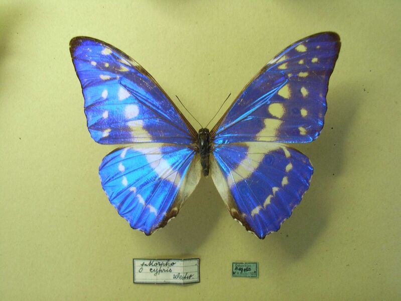 Файл:Morphocypris2.JPG