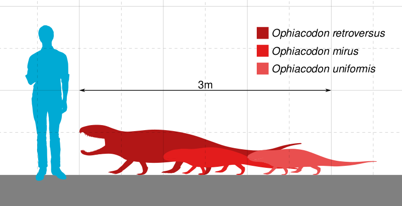 Файл:Ophiacodon Scale.svg