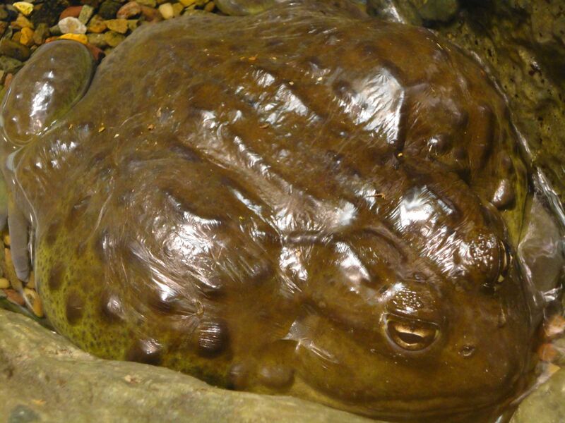 Файл:Pyxicephalus adspergus 2.JPG