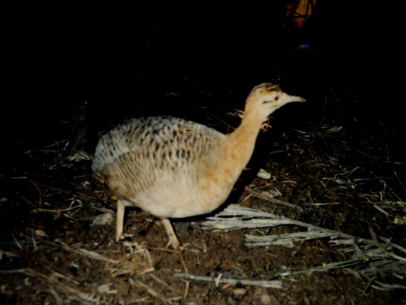 Файл:Rhynchotus rufescens.JPG