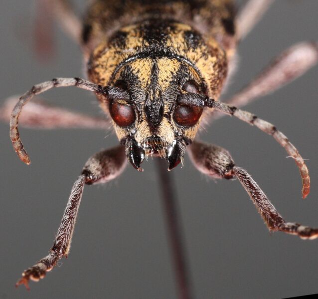Файл:Rusticoclytus rusticus-mf.jpg