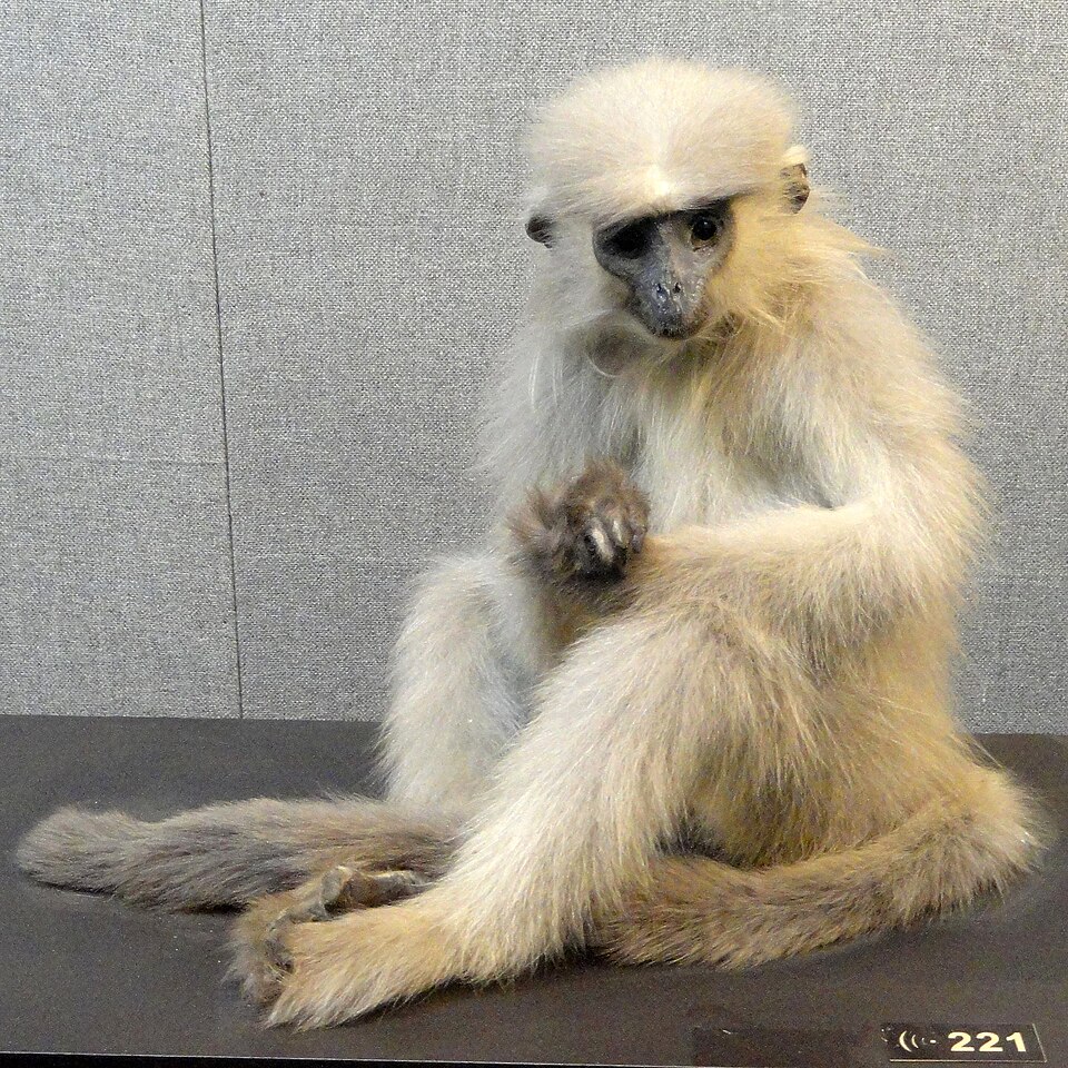 Файл:Trachypithecus shortridgei.JPG