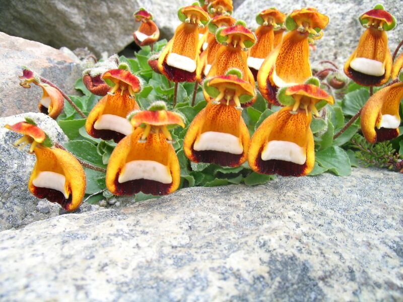 Файл:Calceolaria uniflora.JPG